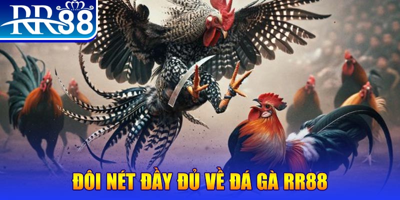 ok365 gà chọi hoà phong