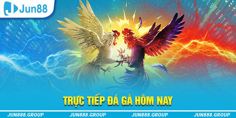 ok365 trực tiếp đá gà thomo