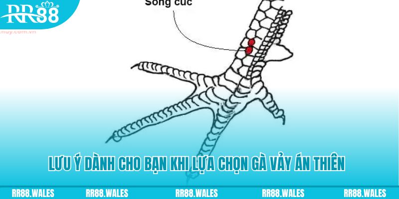 ok365 xổ số khánh hòa